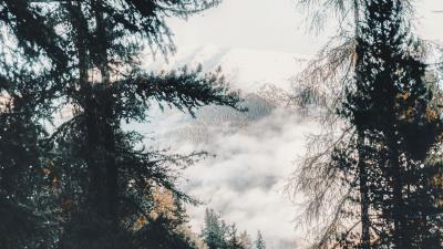 Forest trees mountains nature 4k wallpaper