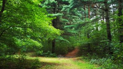Forest trees nature path wallpaper 4k wallpaper