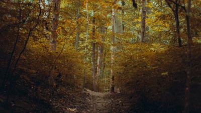 Forest trees path image 4k wallpaper