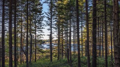 Forest trees pine image 4k wallpaper