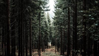 Forest trees pine picture 4k wallpaper