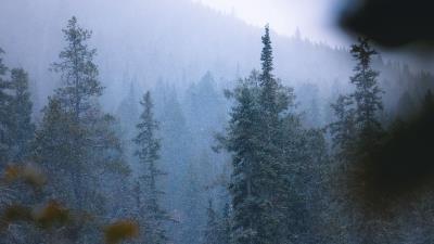 Forest trees pines image 4k wallpaper