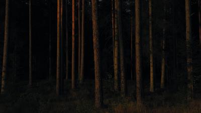 Forest trees pines photo 4k wallpaper