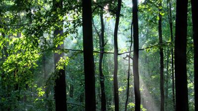 Forest trees rays image 4k wallpaper