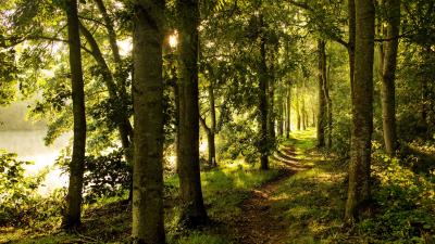 Forest trees rays sun image 4k wallpaper