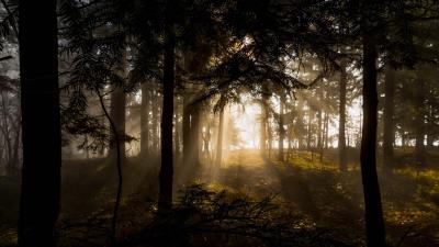 Forest trees rays sun 4k wallpaper