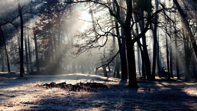 Forest trees shadow light 4k wallpaper