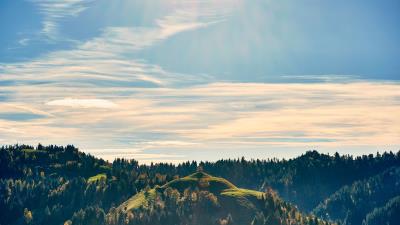 Forest trees sky 4k wallpaper