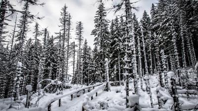 Forest trees snow img 4k wallpaper