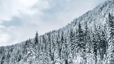 Forest trees snow picture 4k wallpaper
