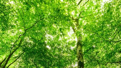 Forest trees stone 4k wallpaper