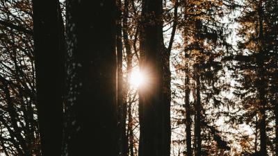 Forest trees sun 4k wallpaper