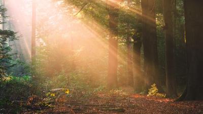 Forest trees sunlight nature 4k wallpaper