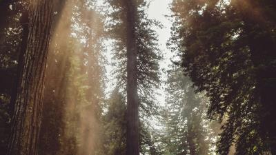 Forest trees sunlight 4k wallpaper