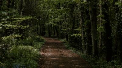 Forest trees trail image 4k wallpaper