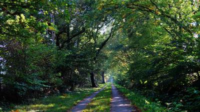 Forest trees trail wallpaper 4k wallpaper