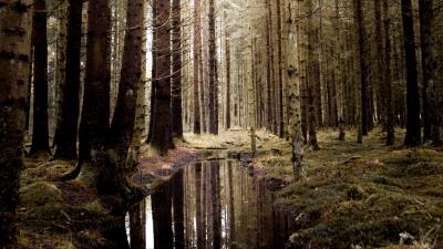 Forest water spruce 4k wallpaper