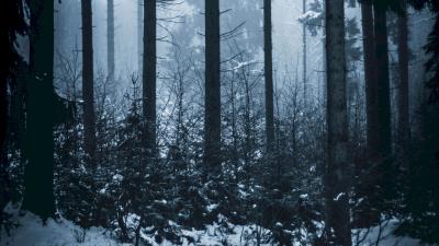Forest winter fog 4k wallpaper