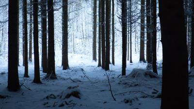 Forest winter snow picture 4k wallpaper