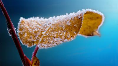 Frosted leaf 4k wallpaper