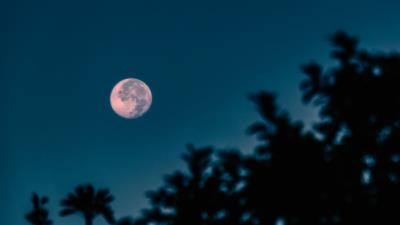 Full moon branches night 4k wallpaper