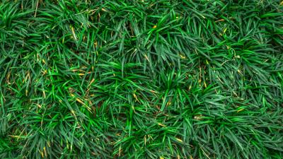 Grass closeup green 4k wallpaper