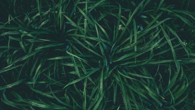 Grass drops dew 4k wallpaper