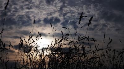 Grass ears dark 4k wallpaper