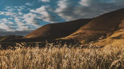 Grass ears sky 4k wallpaper