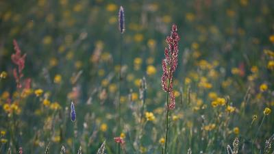 Grass field plants 4k wallpaper