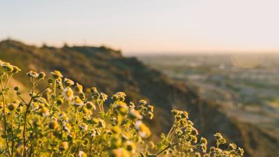 Grass flowers slope 4k wallpaper