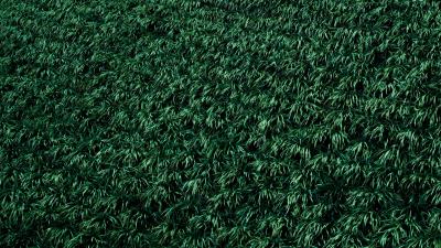 Grass lawn plants 4k wallpaper