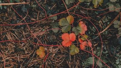 Grass leaves autumn 4k wallpaper