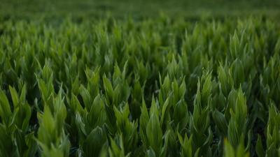 Grass leaves plants 4k wallpaper