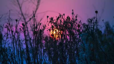 Grass plant light 4k wallpaper