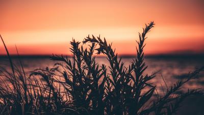 Grass plant sunset 4k wallpaper