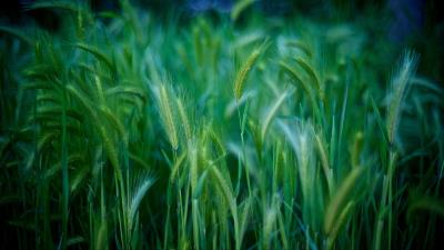 Grass stalks green 4k wallpaper