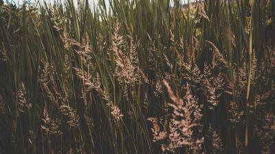 Grass thickets greens 4k wallpaper
