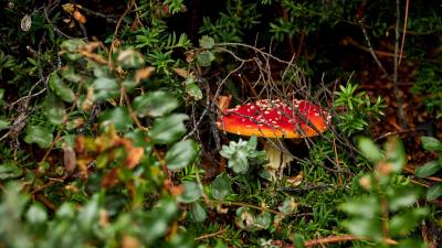Grebe mushroom grass 4k wallpaper