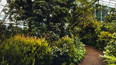 Greenhouse plants path 4k wallpaper