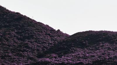 Hill slope plants 4k wallpaper