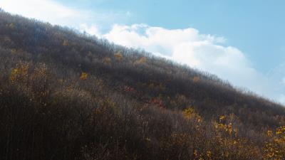 Hill slope trees 4k wallpaper