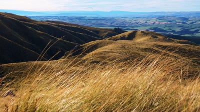 Hills field ears 4k wallpaper