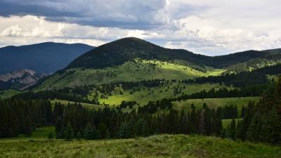 Hills trees spruce 4k wallpaper