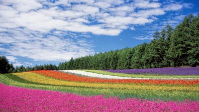 Hokkaido japan flowers field wallpaper 4k wallpaper