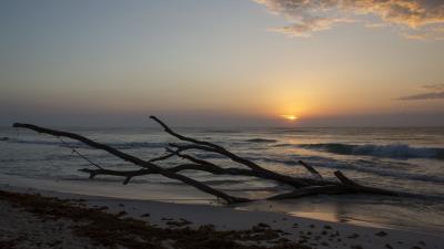 Horizon driftwood sun 4k wallpaper