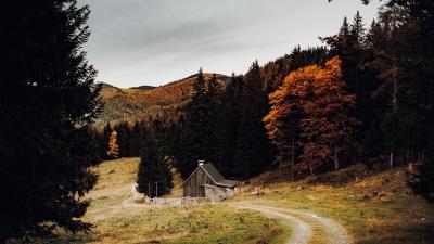 House forest path 4k wallpaper