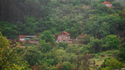 House river forest 4k wallpaper