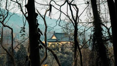 House trees branches 4k wallpaper