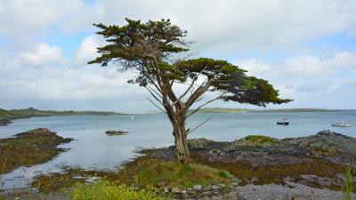 Ireland coast tree wallpaper 4k wallpaper